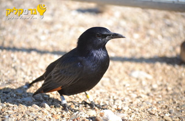 טריסטרמית   חוף עין גדי