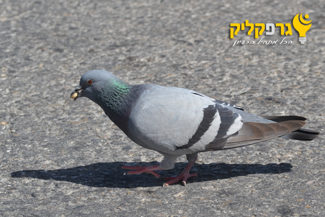 יונה 2