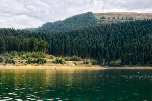 יופי בראשיתי