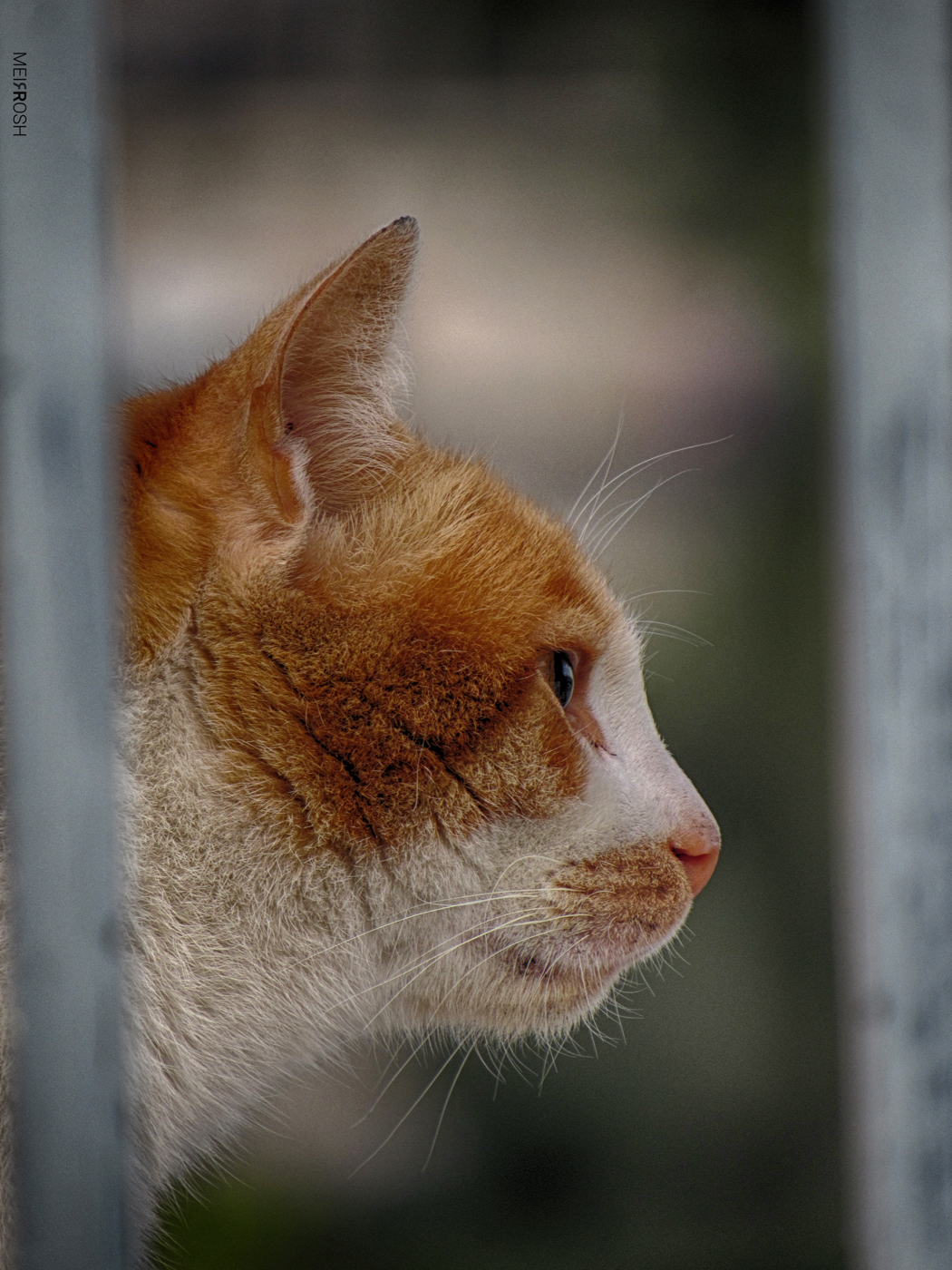 ימין משה (14)