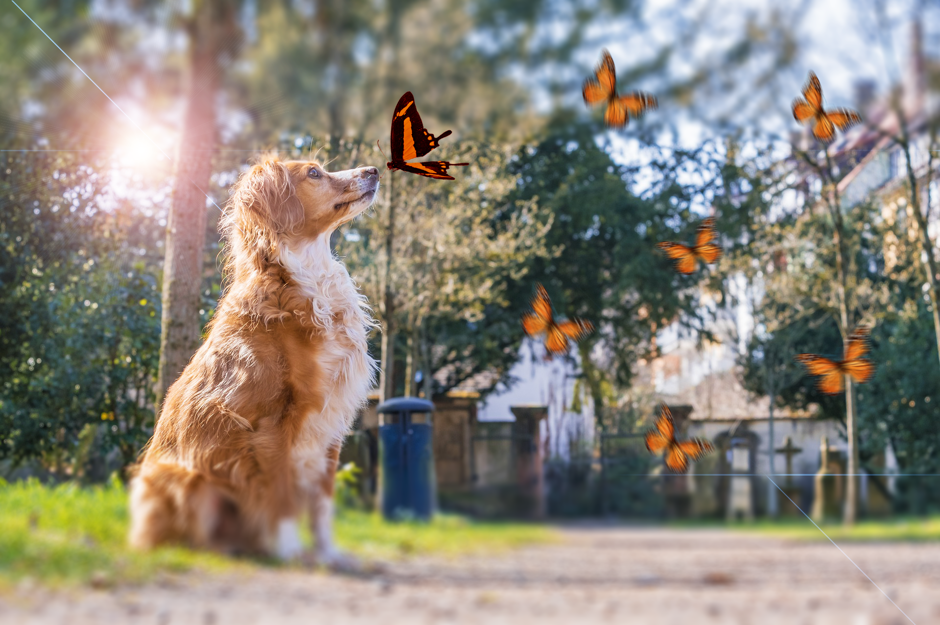 כלב חמוד- טשטוש רקע פטושופ