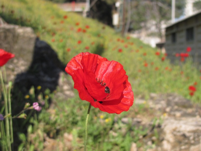 כלניות או נוריות או פרגים