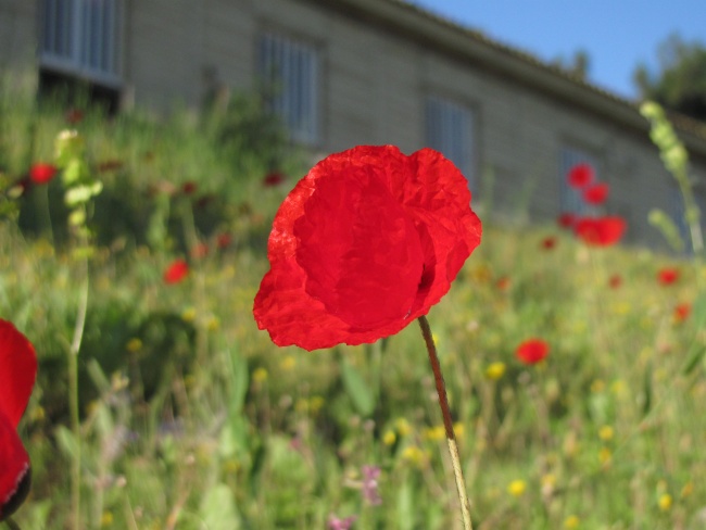 כלניות נוריות או פרגים