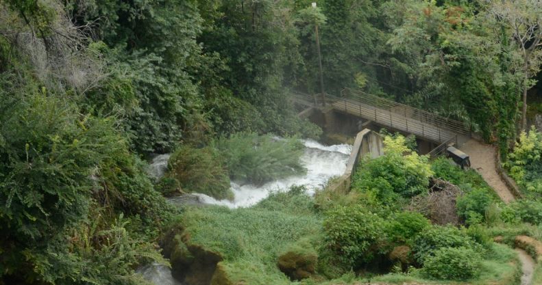 כמו בג'ונגל 2.JPG