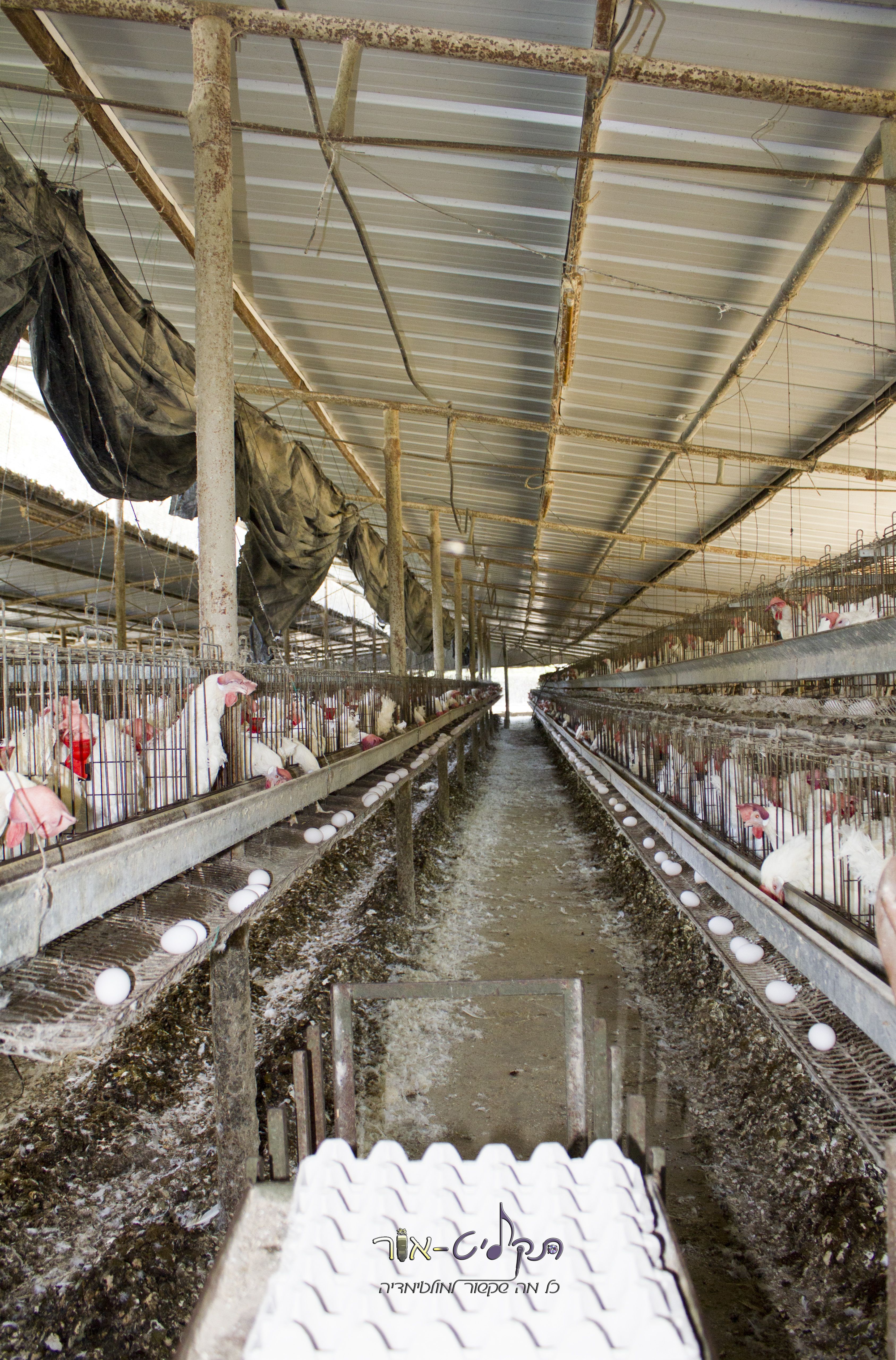 לול תרנגולות.jpg