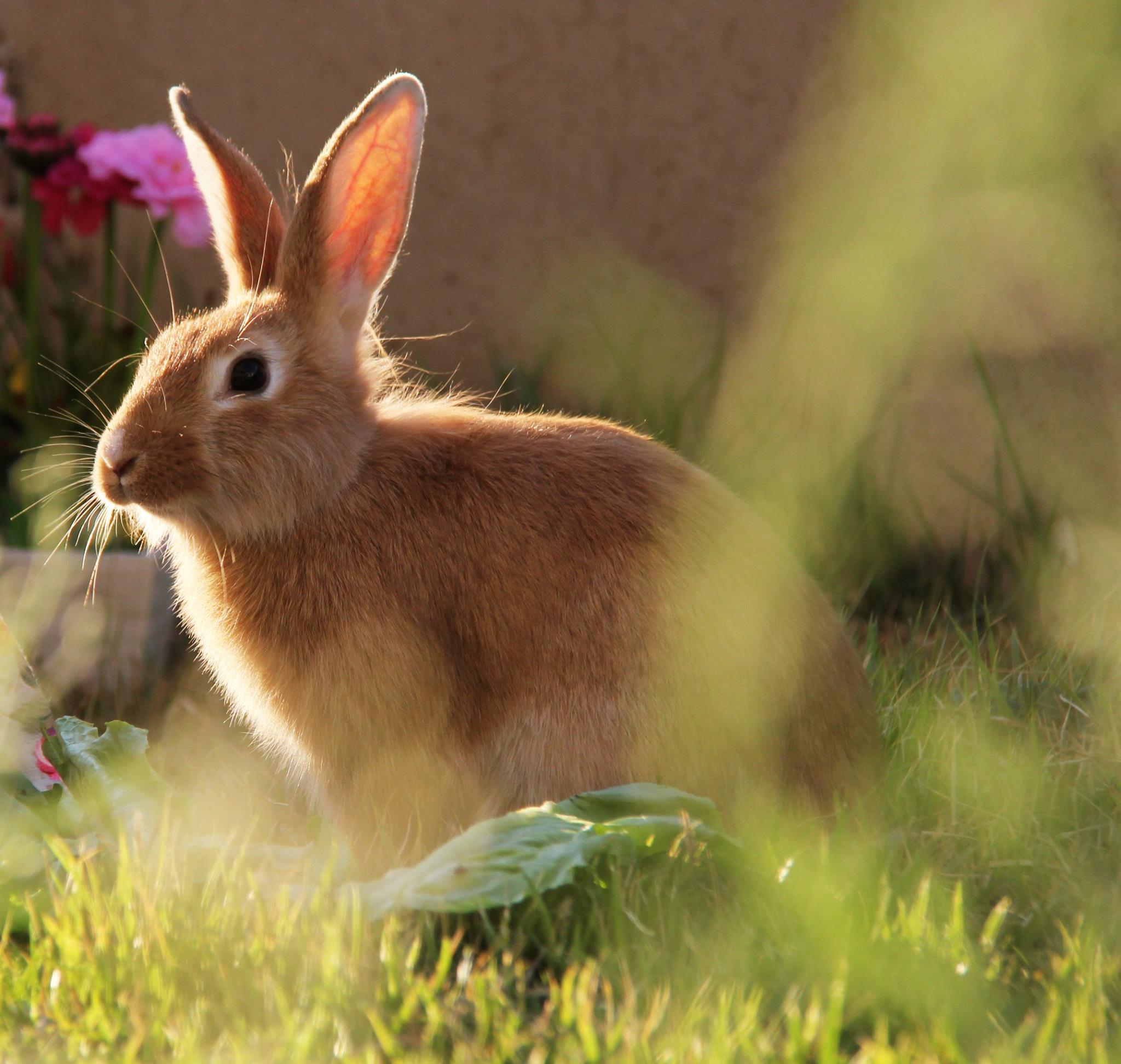 לוסי הארנבת