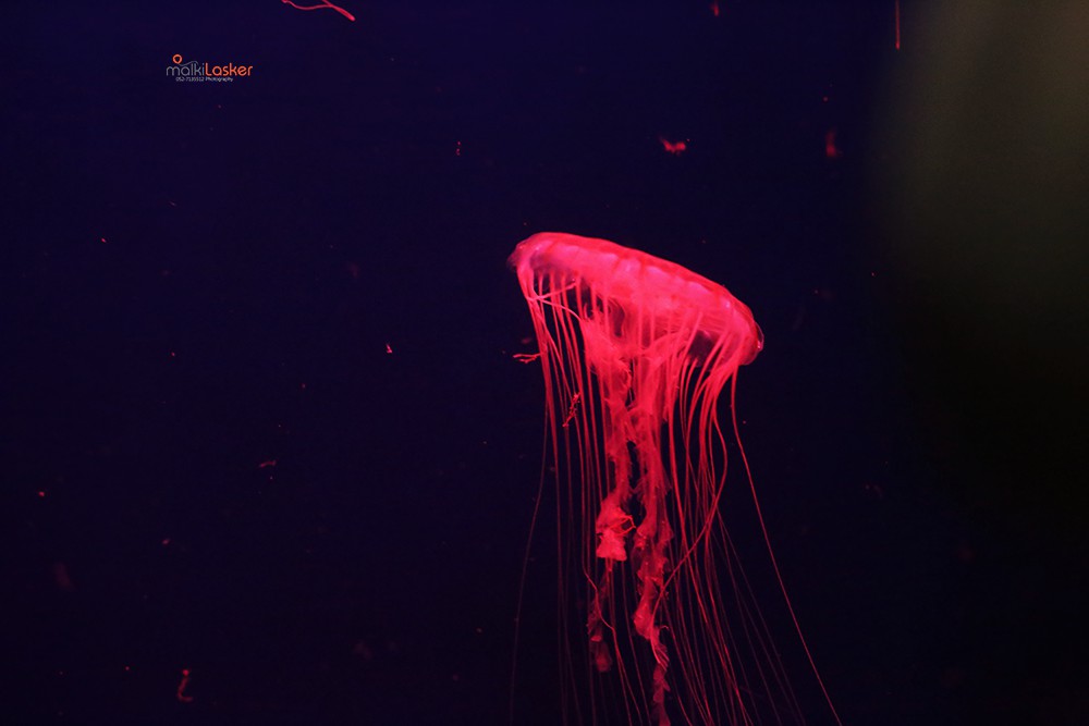 מדוזה במצפה IMG_7825