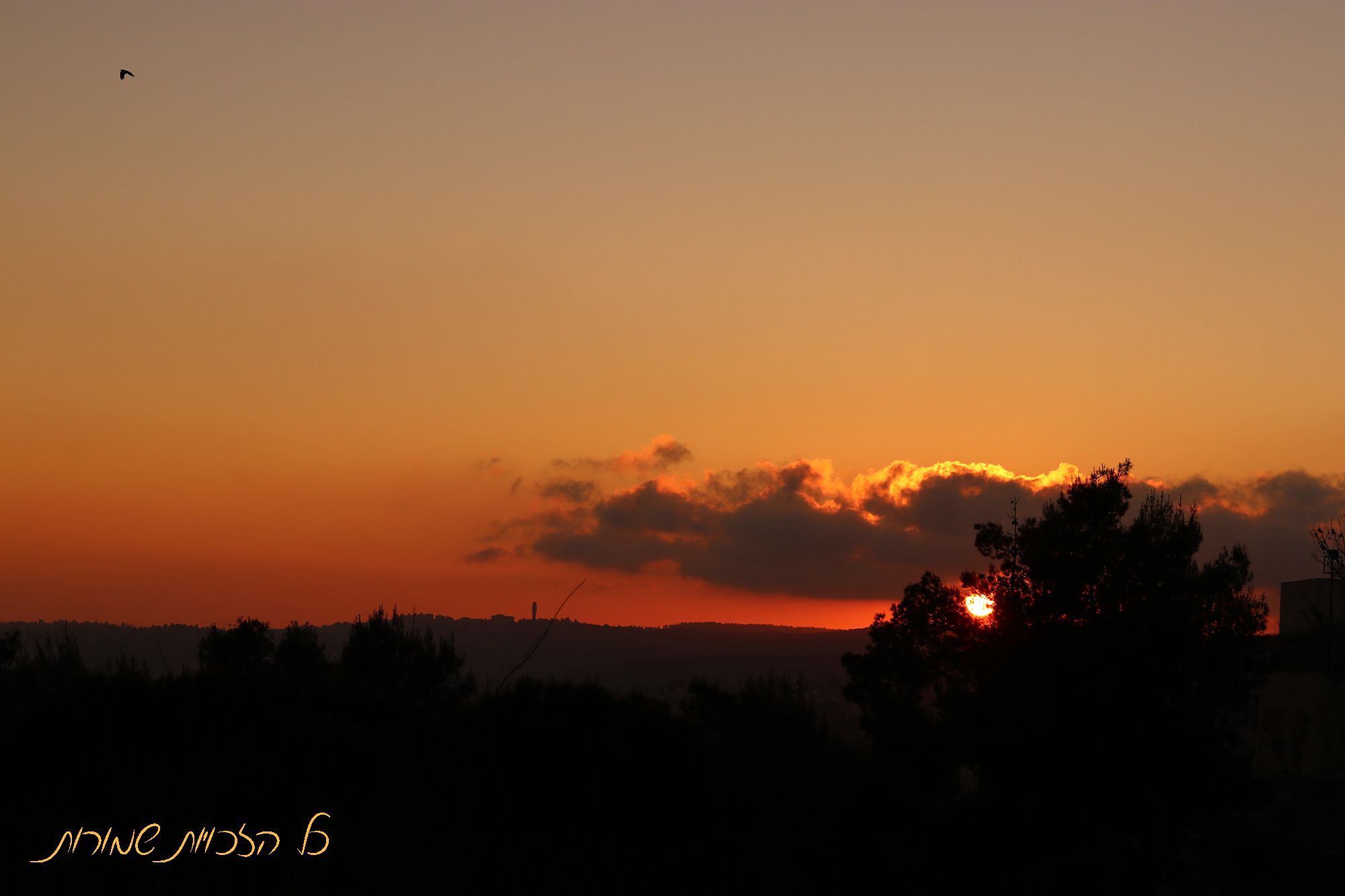 מוקטן לפרוג1.jpg