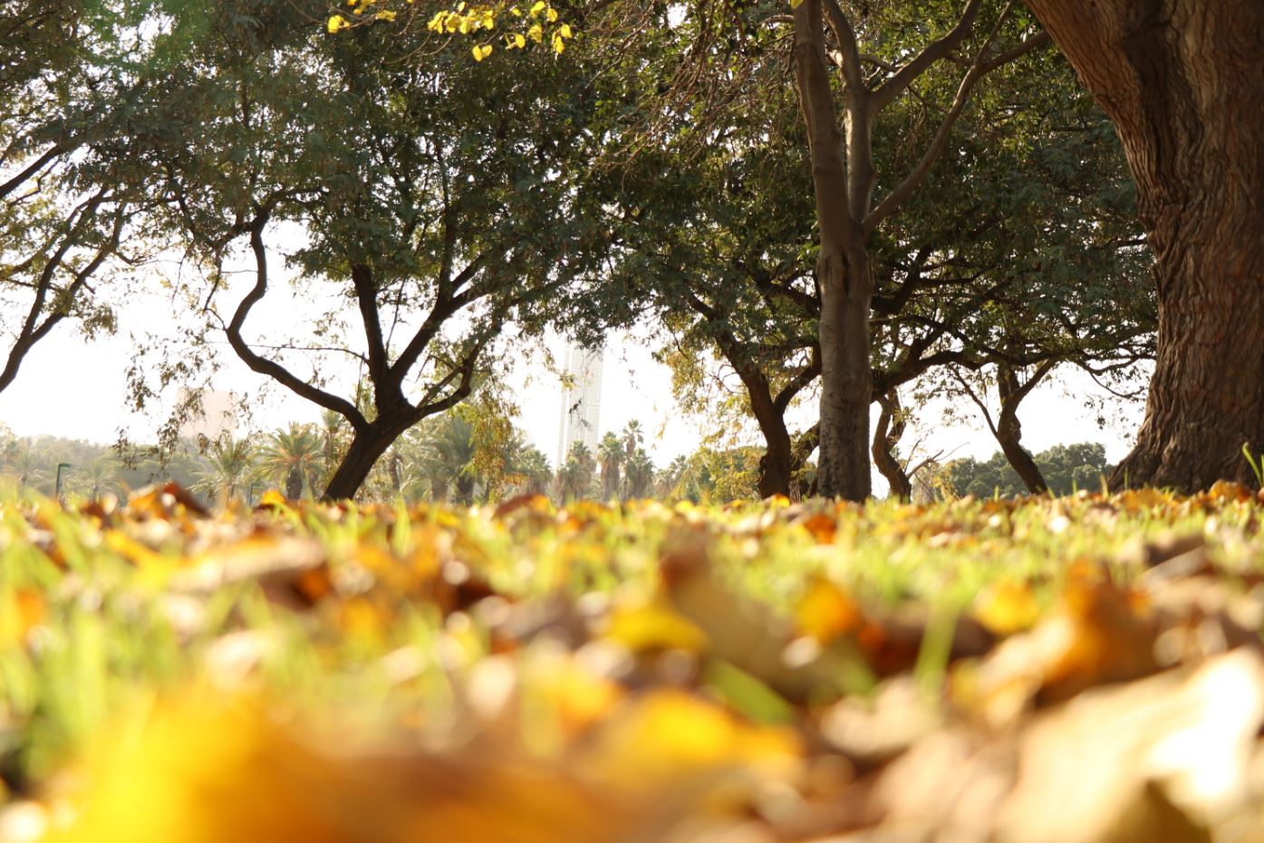 מלאאא שלכת.JPG