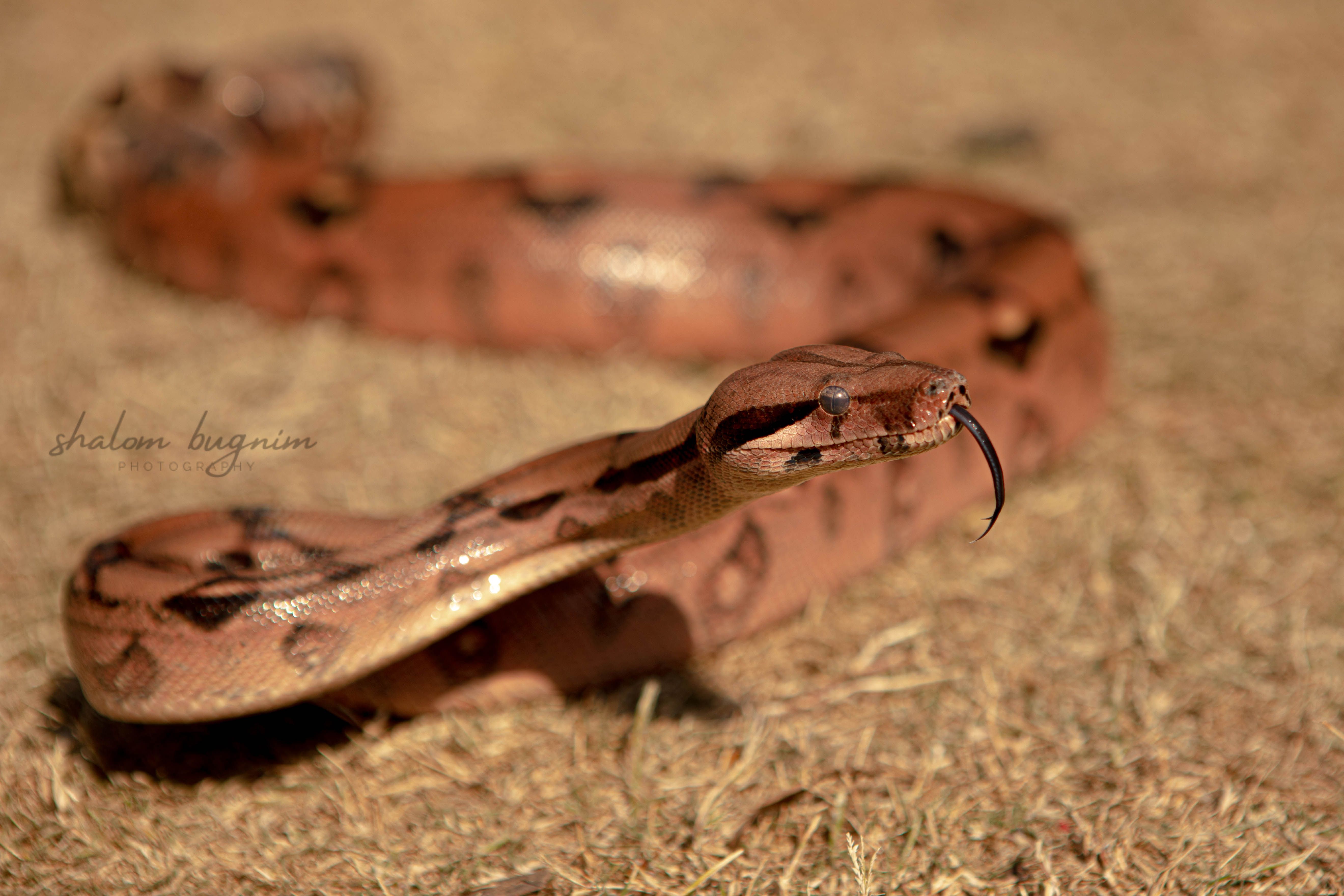 נחש Boa constricta