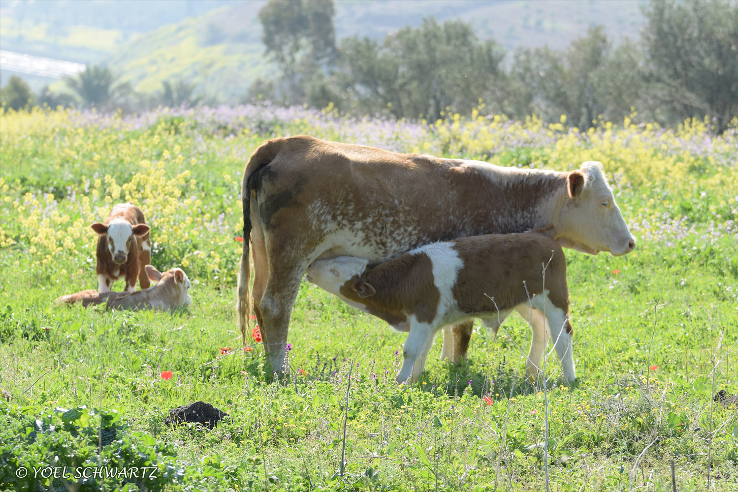 עגל יונק - יער שווייץ