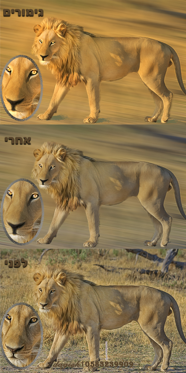 עיבודים לפני אחרי   אריה שלם   דוגמה