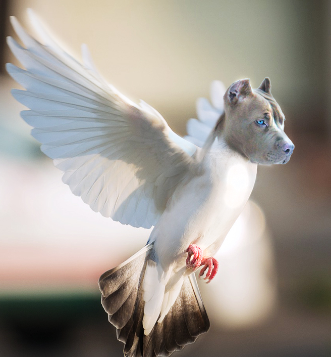 עיבוד תמונה יונה וכלב