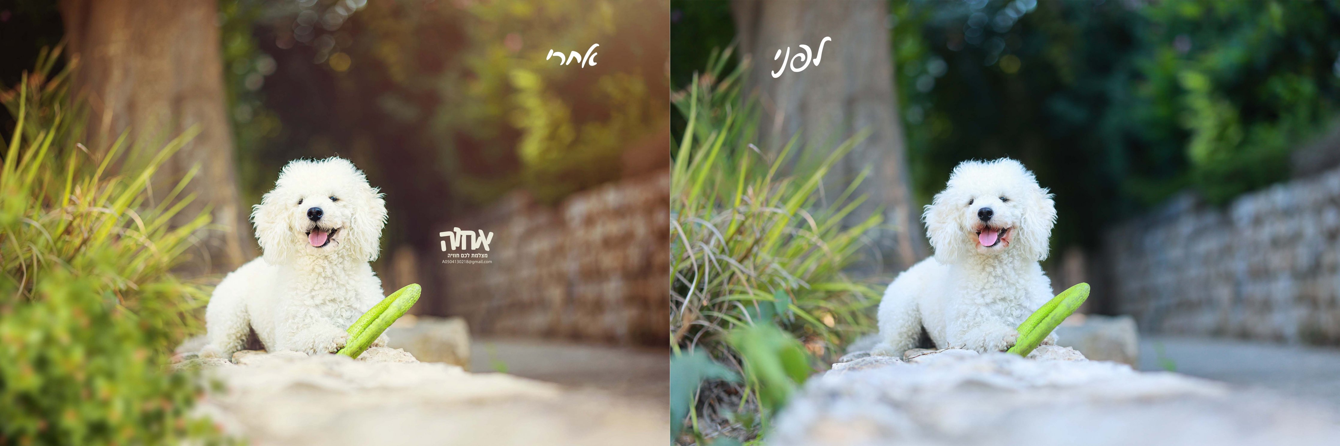 עיבוד תמונות מקצועי 0504130218