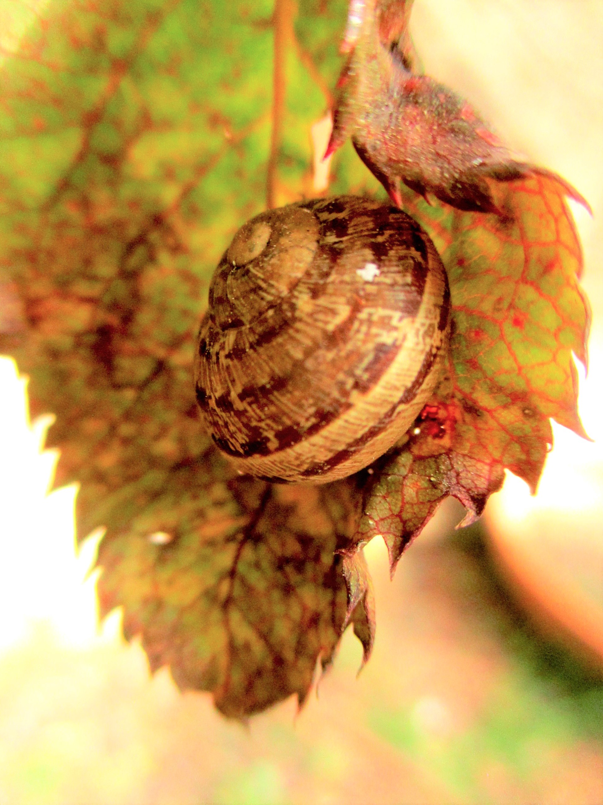 עלה(קמץ קמץ) על עלה(סגול)