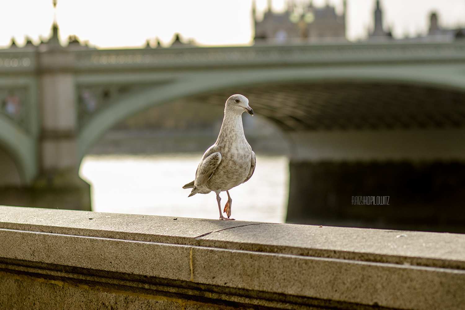 על נהר התמזה