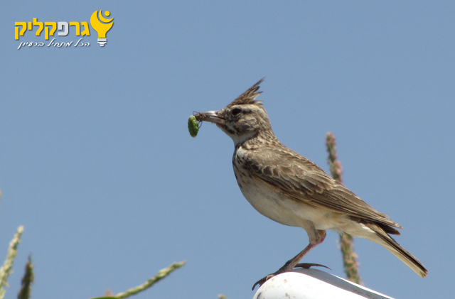 עפרוני מצוייץ עם טרף