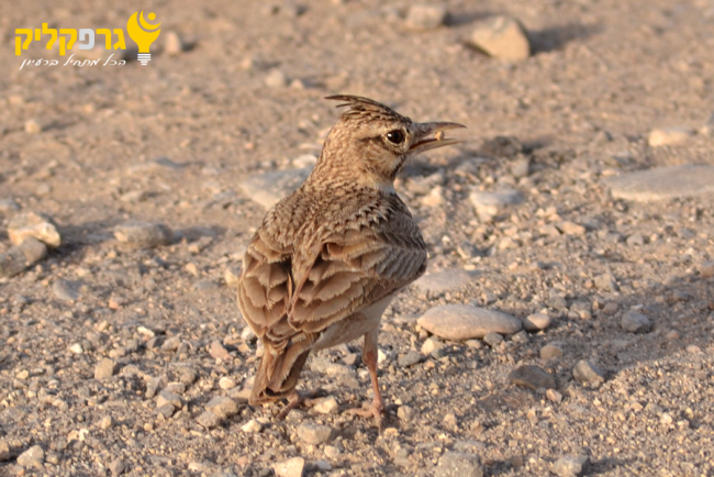 עפרוני מצוייץ