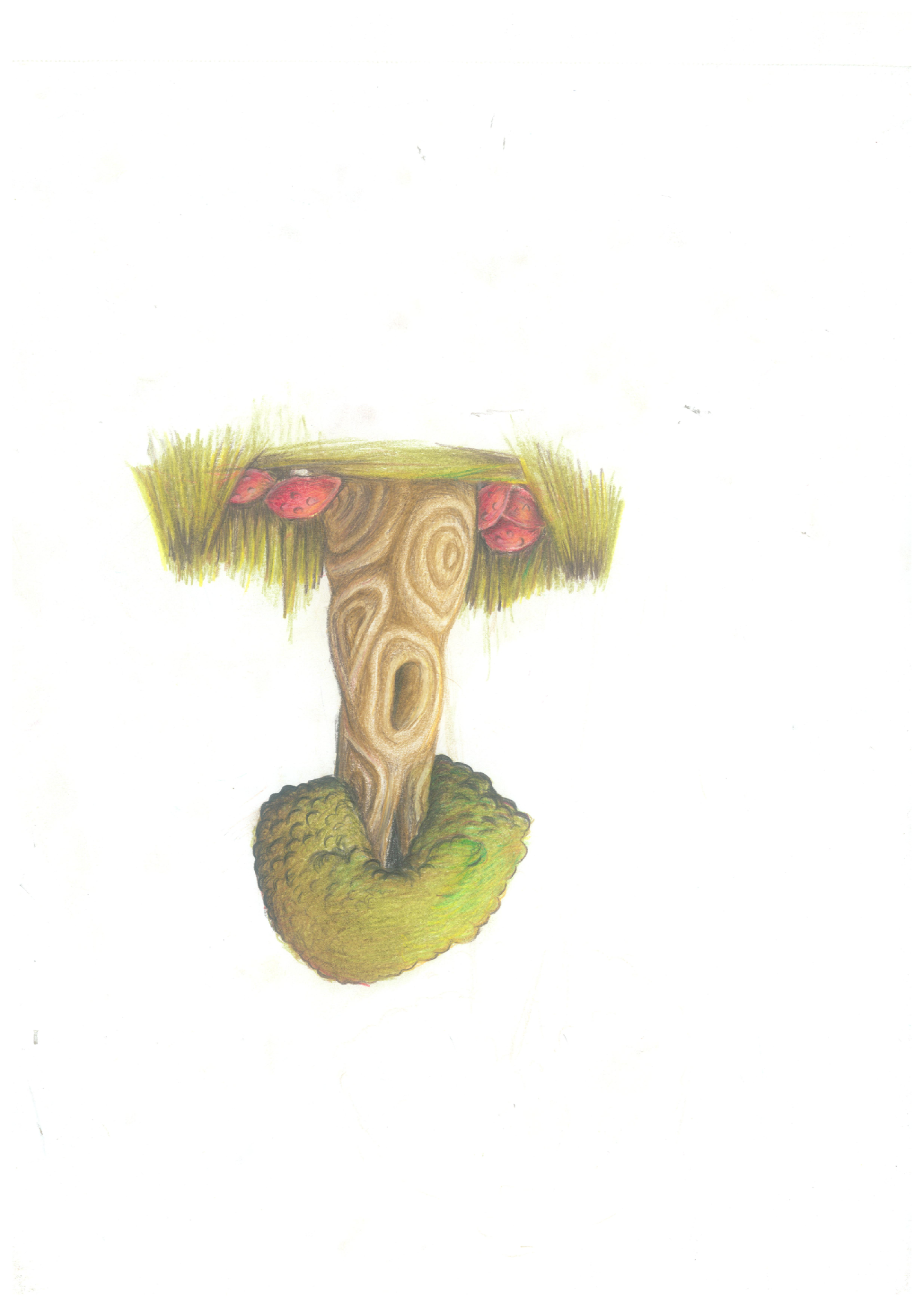 עץ בתספורת קצוצה.. סימו לב- הוא גם קצת ג'ינג'י