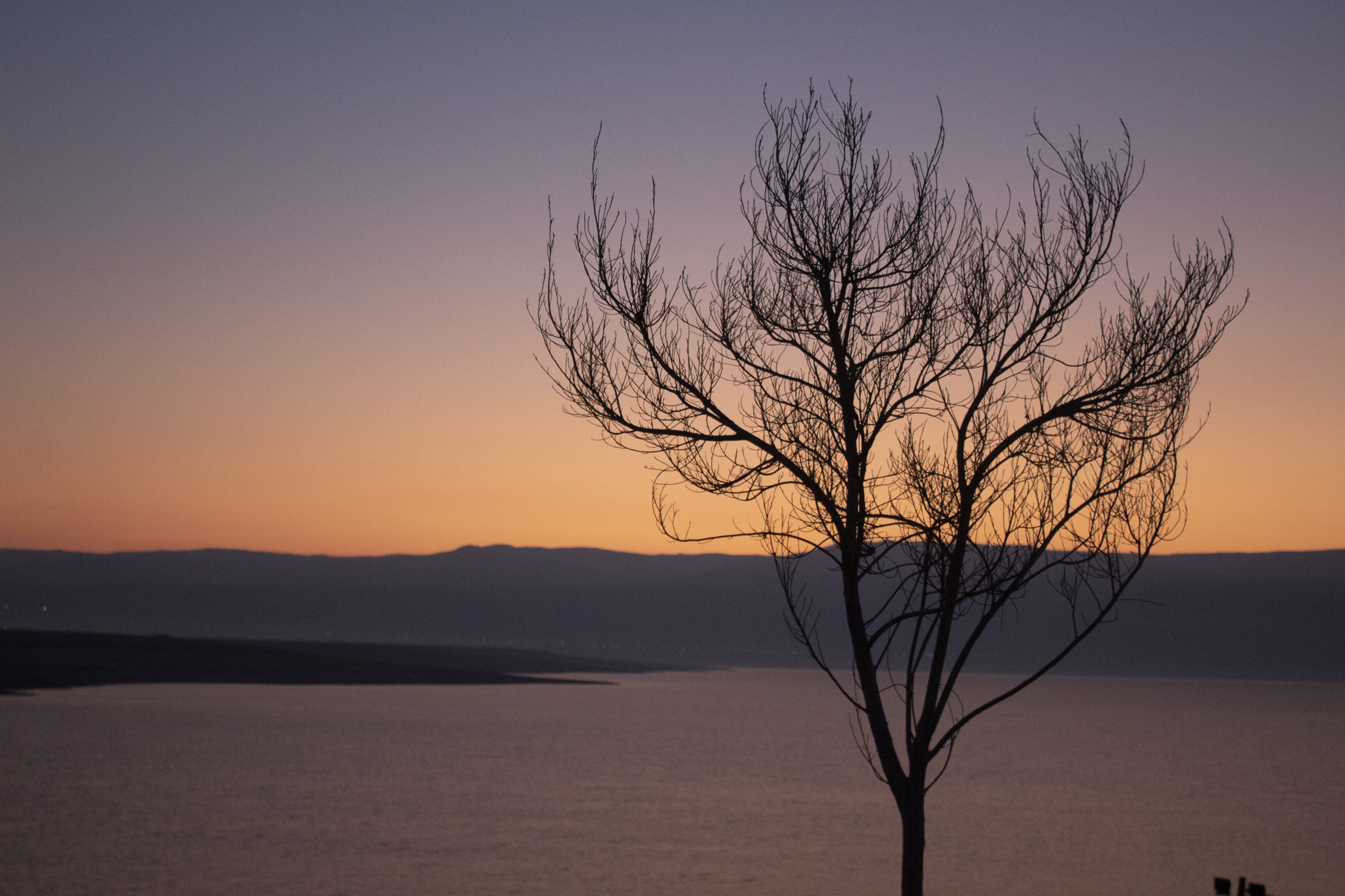 עץ ים המלח זריחה
