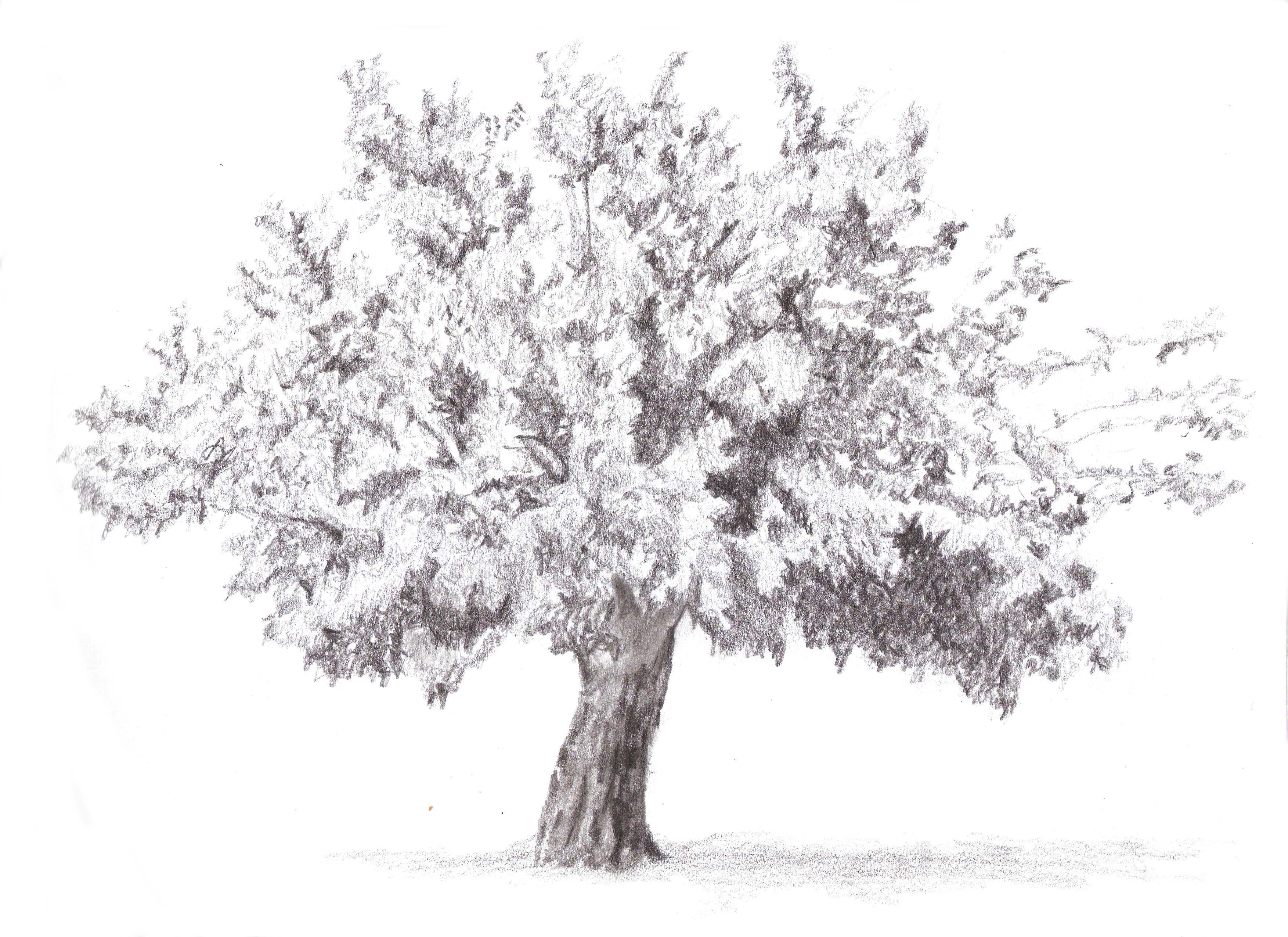 עץ תות בפריחה