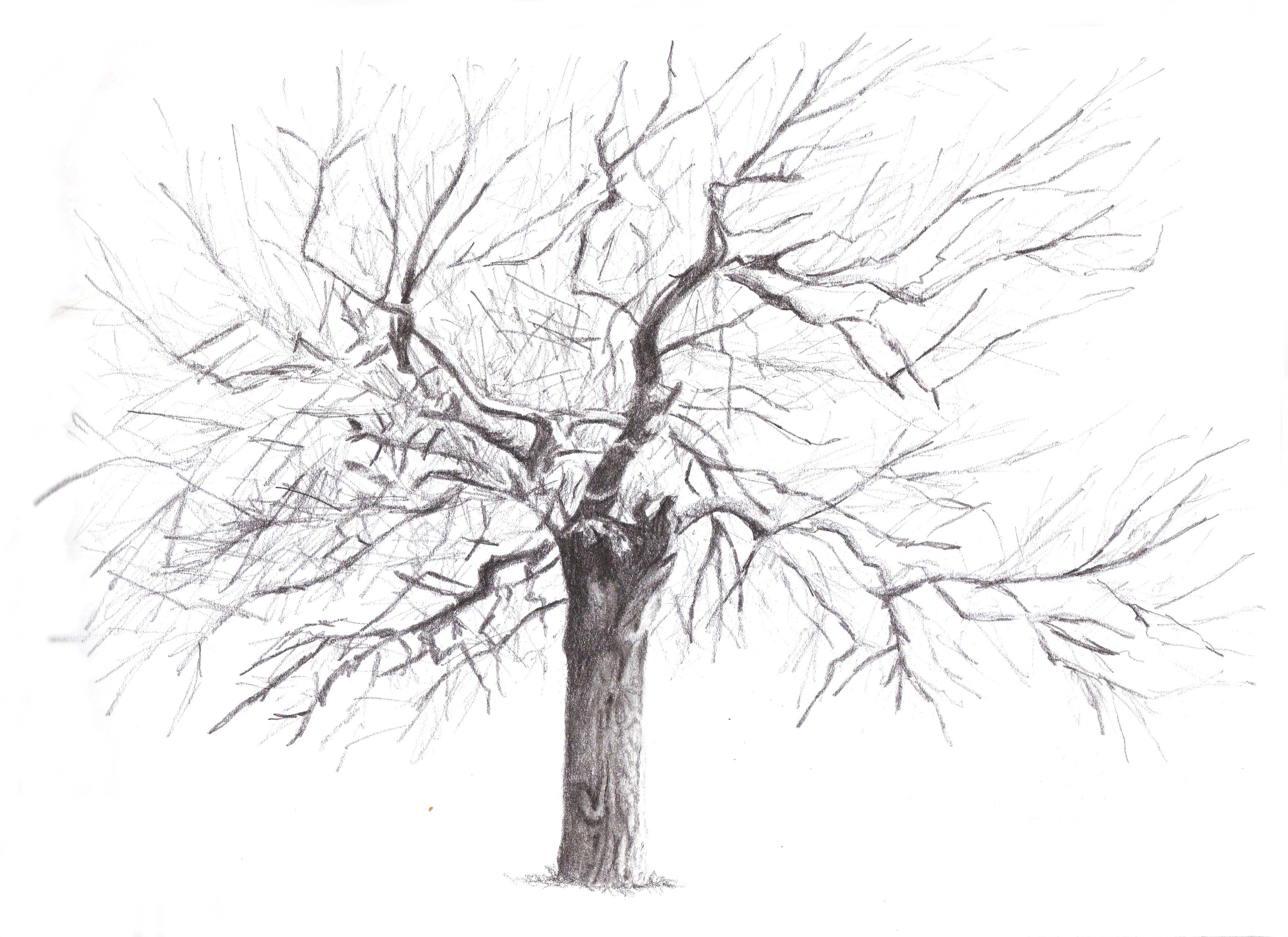 עץ תות בשלכת