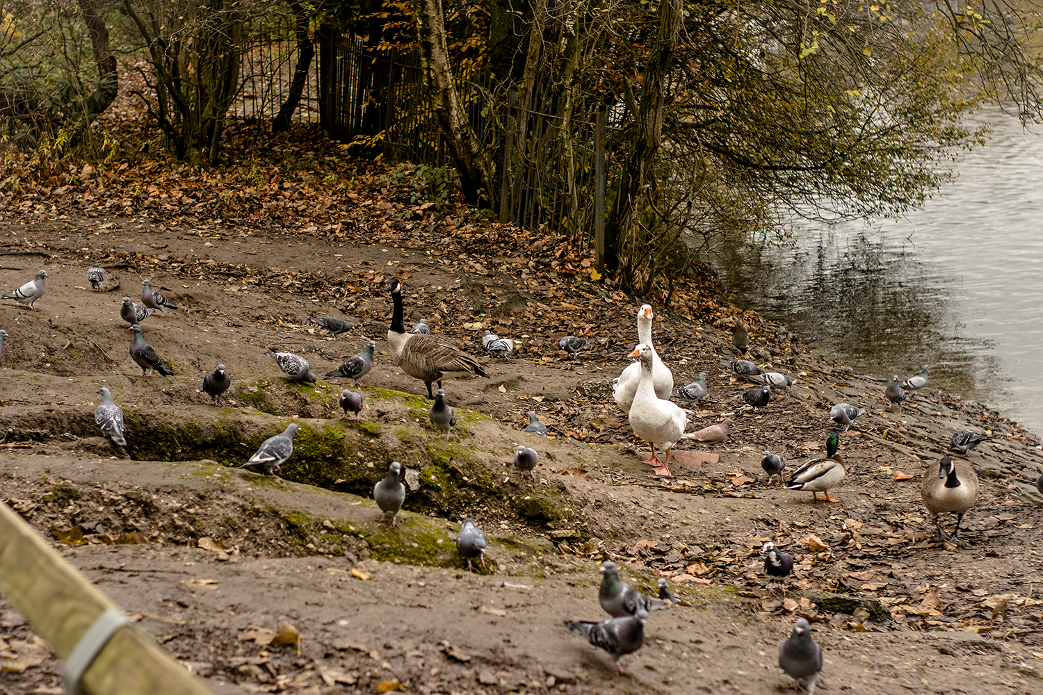 פארק היטן במנצסטר (3)