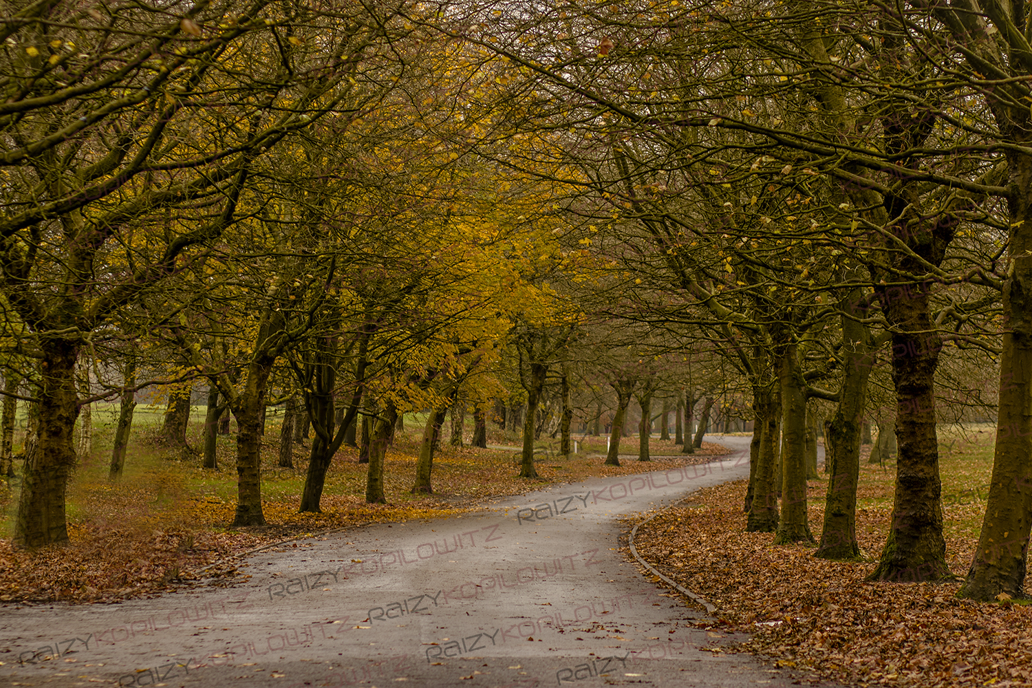 פארק היטן במנצסטר