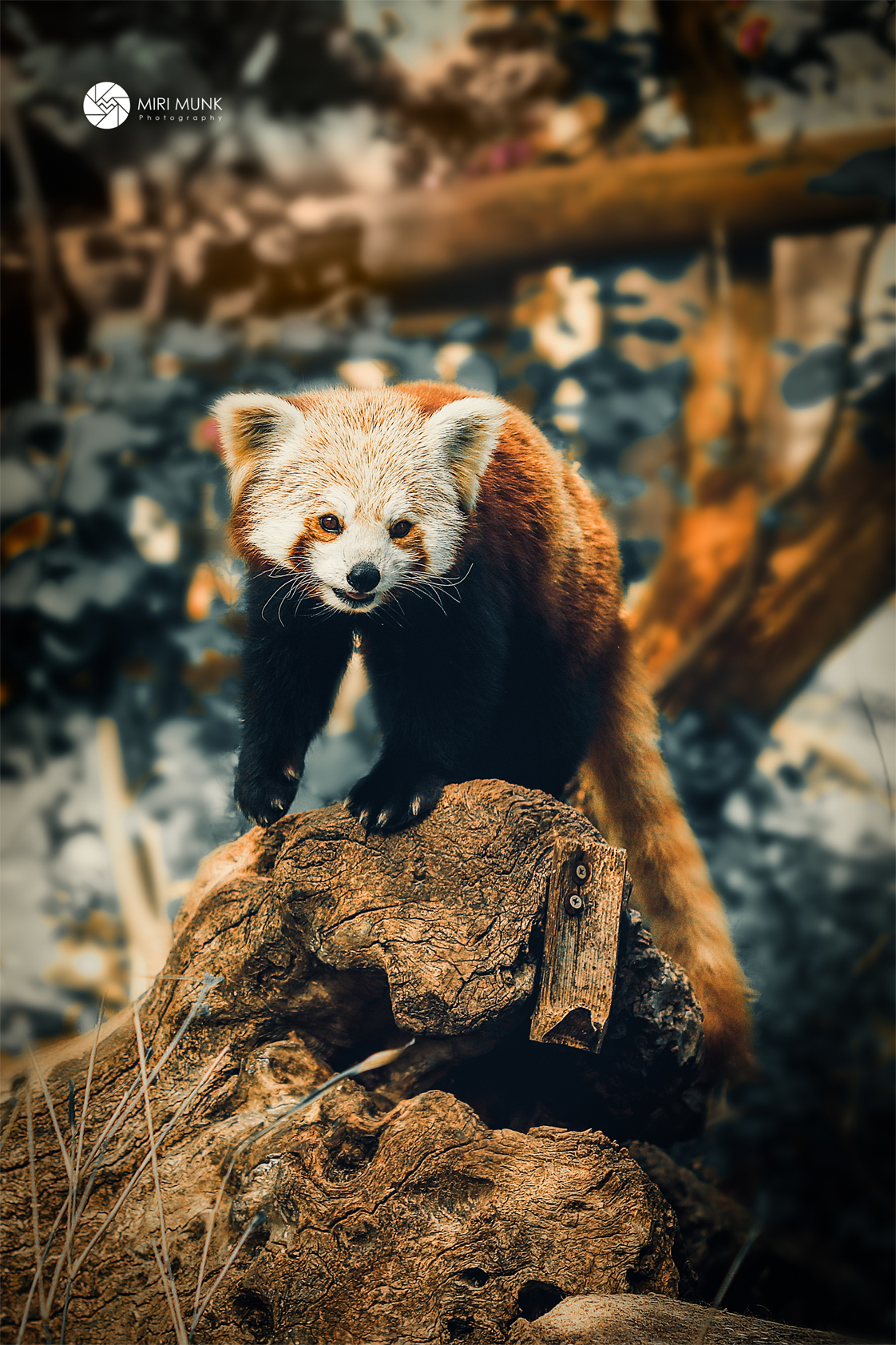 פנדה אדומה.jpg