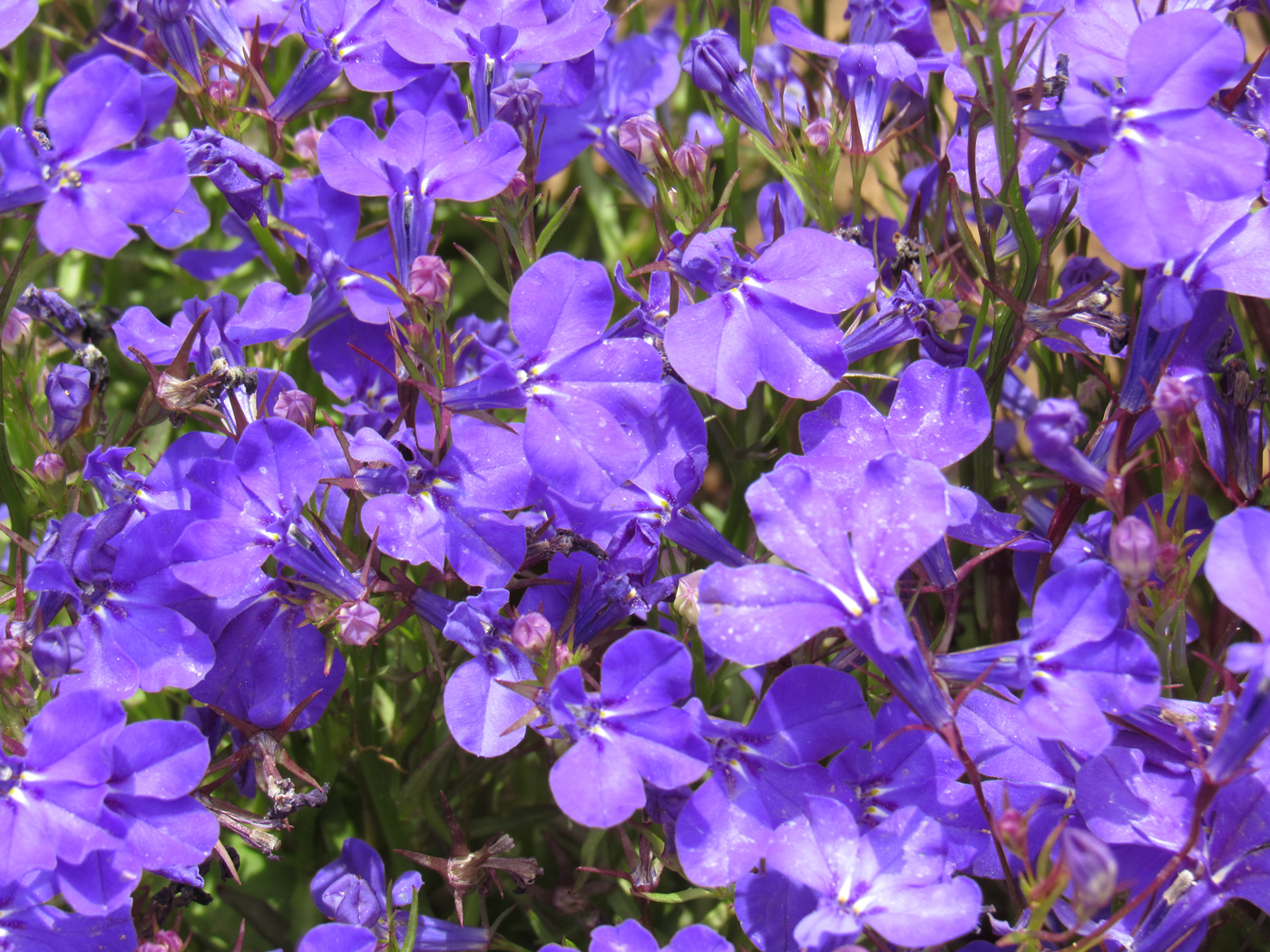 פרחים בפארק הלאומי