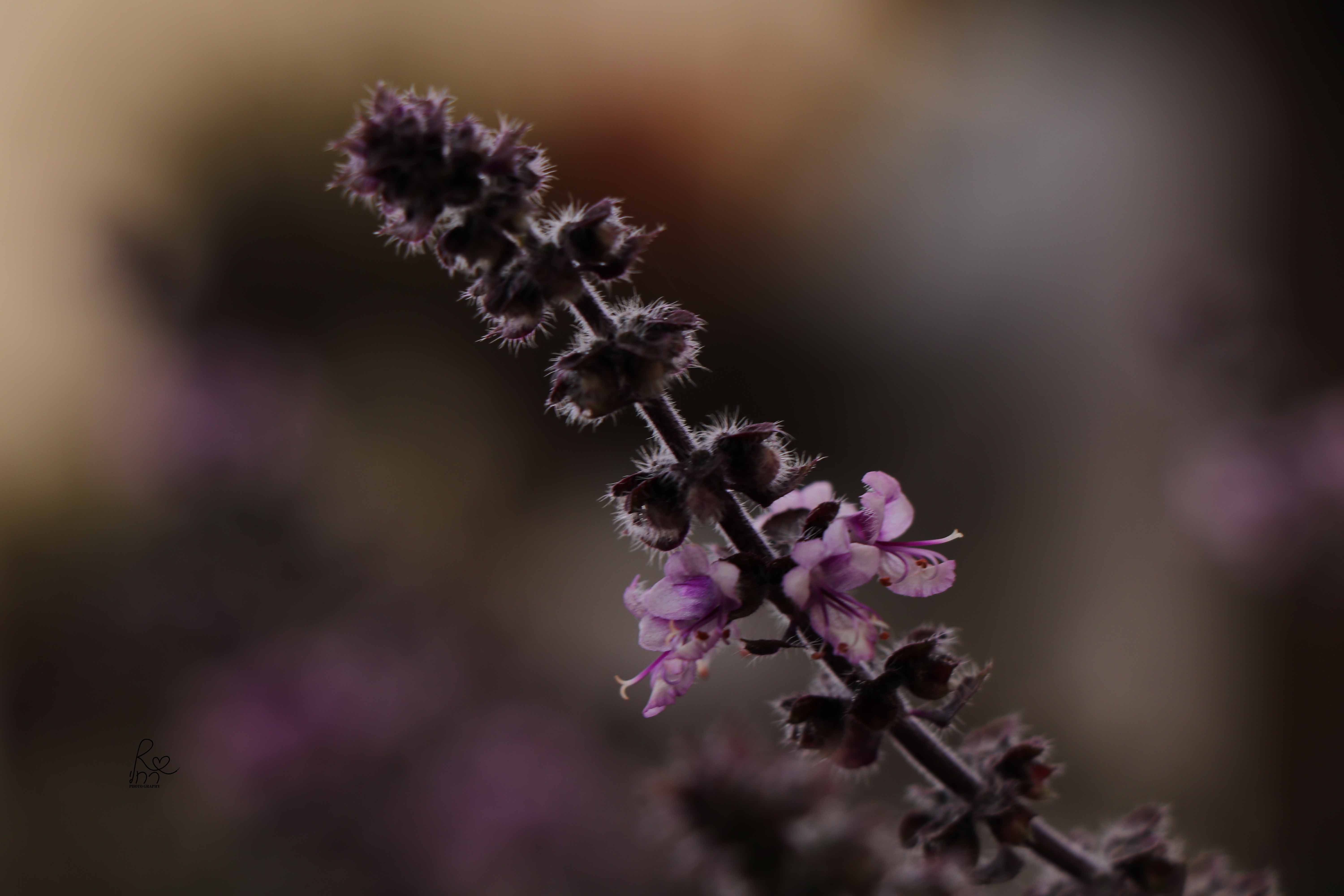 פרחים סגולים שנותנים השראה