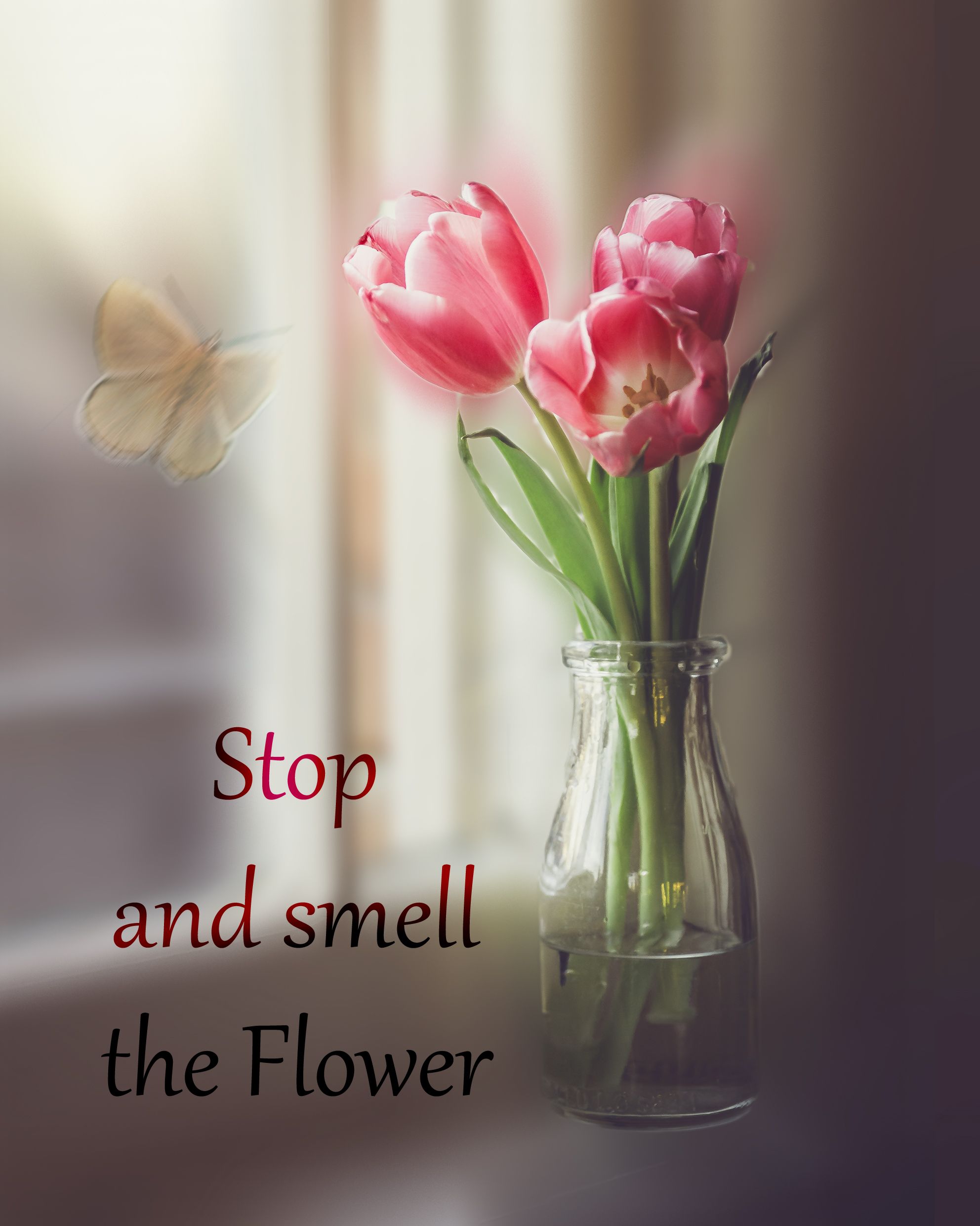 פרח פילטרים.jpg