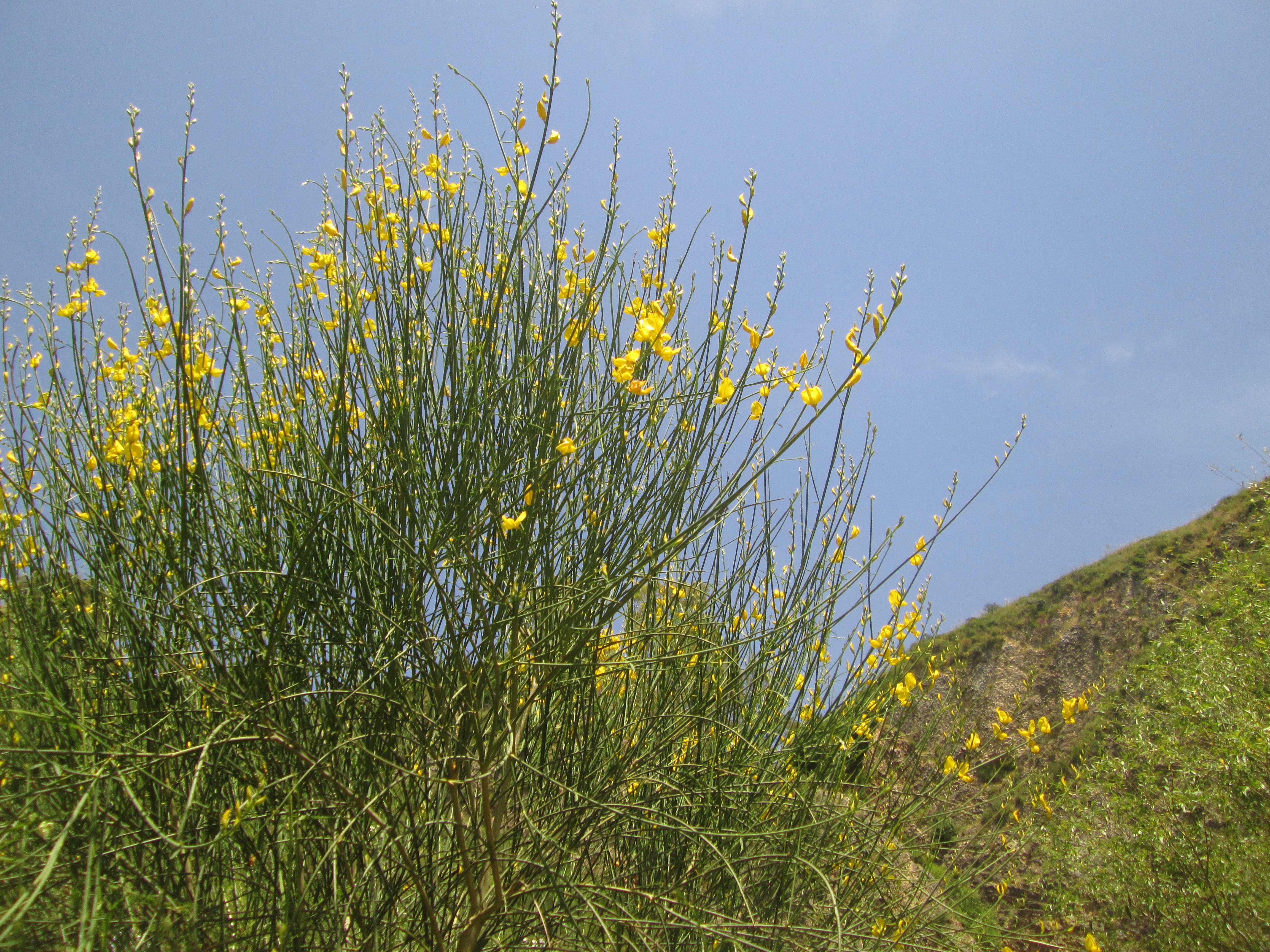 פריחה בנחל עיון