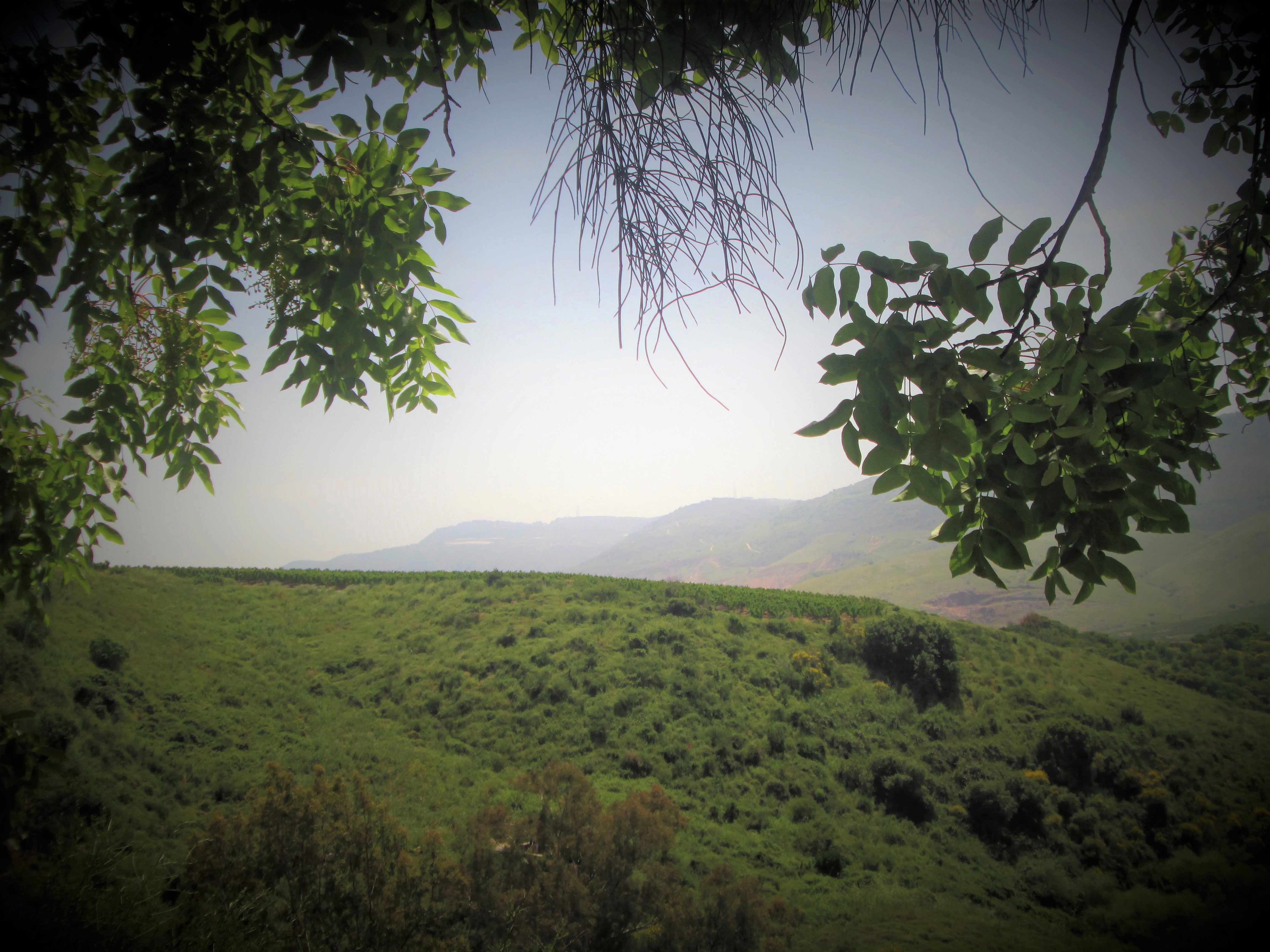 פריחה בנחל עיון