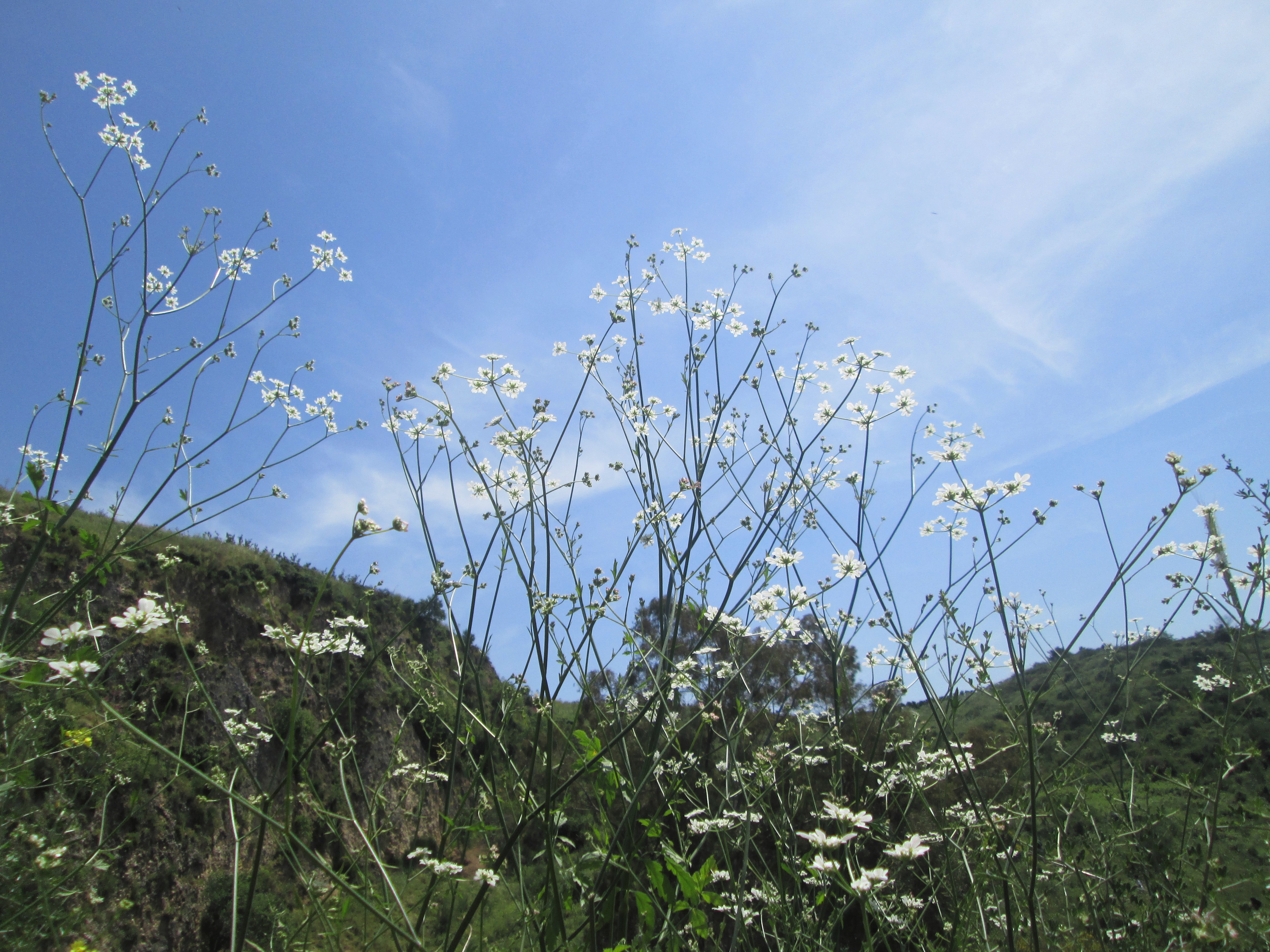 פריחה בנחל עיון