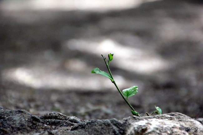 פריחה ולבלוב