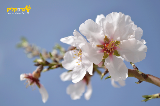 פריחה עד 0030