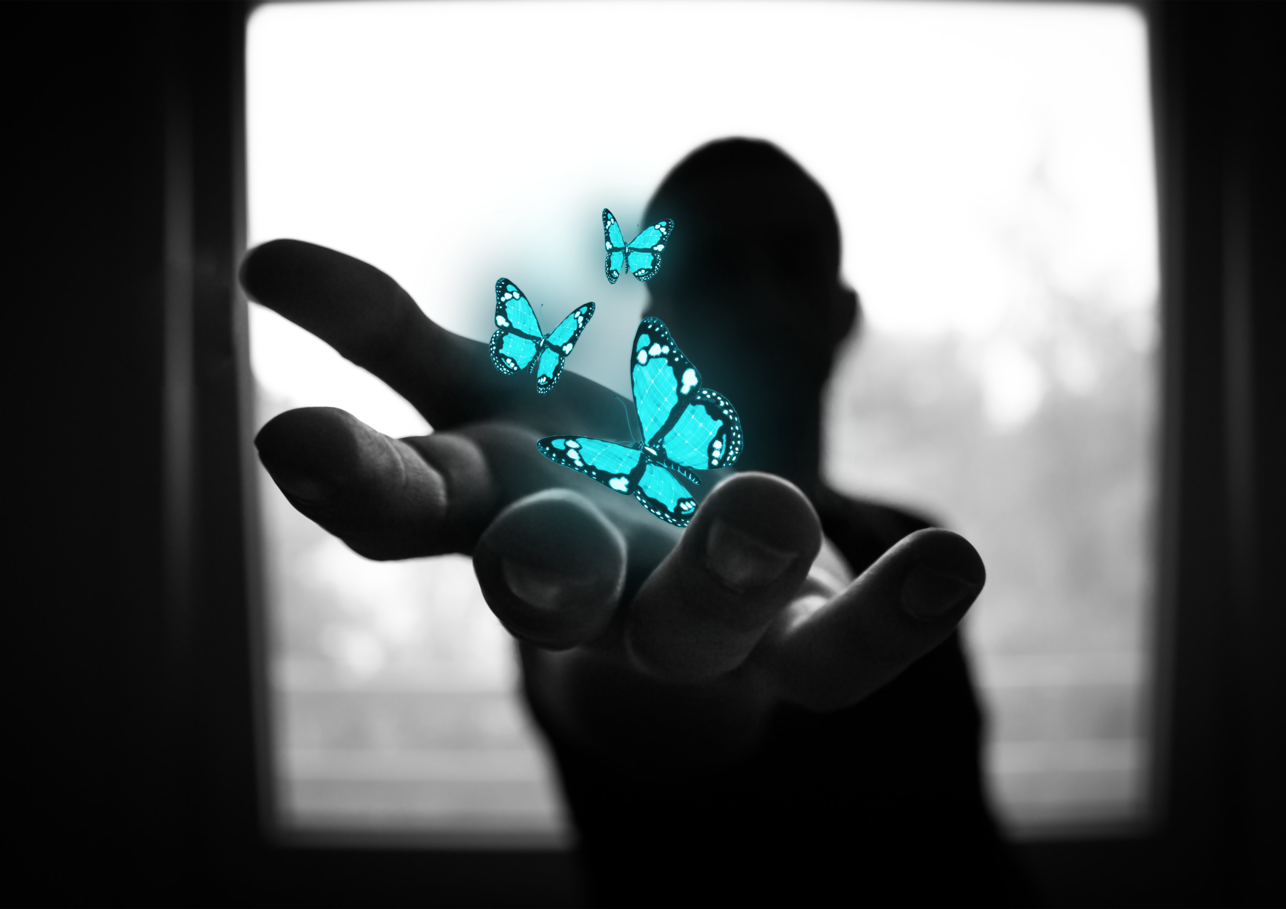 פרפרים זוהרים.png