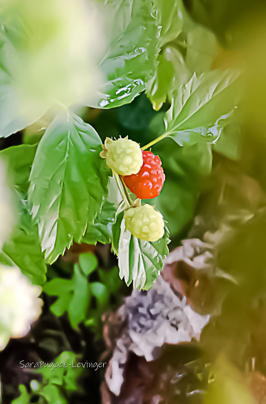 פתל מהודו-2-2.jpg