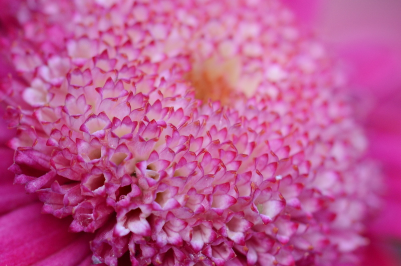 צילום מאקרו על פרח קטן