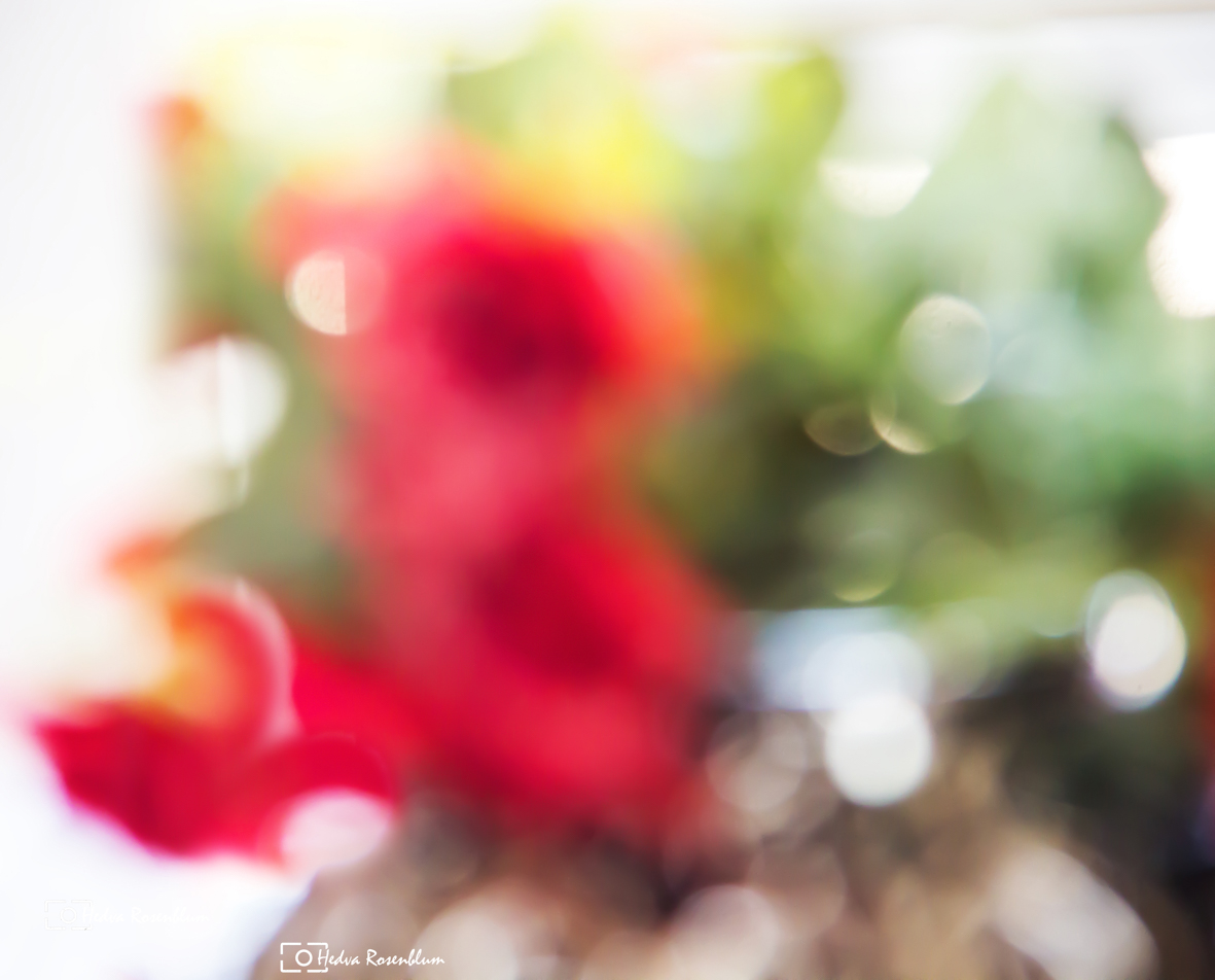 צילום פרחים ללא פוקוס