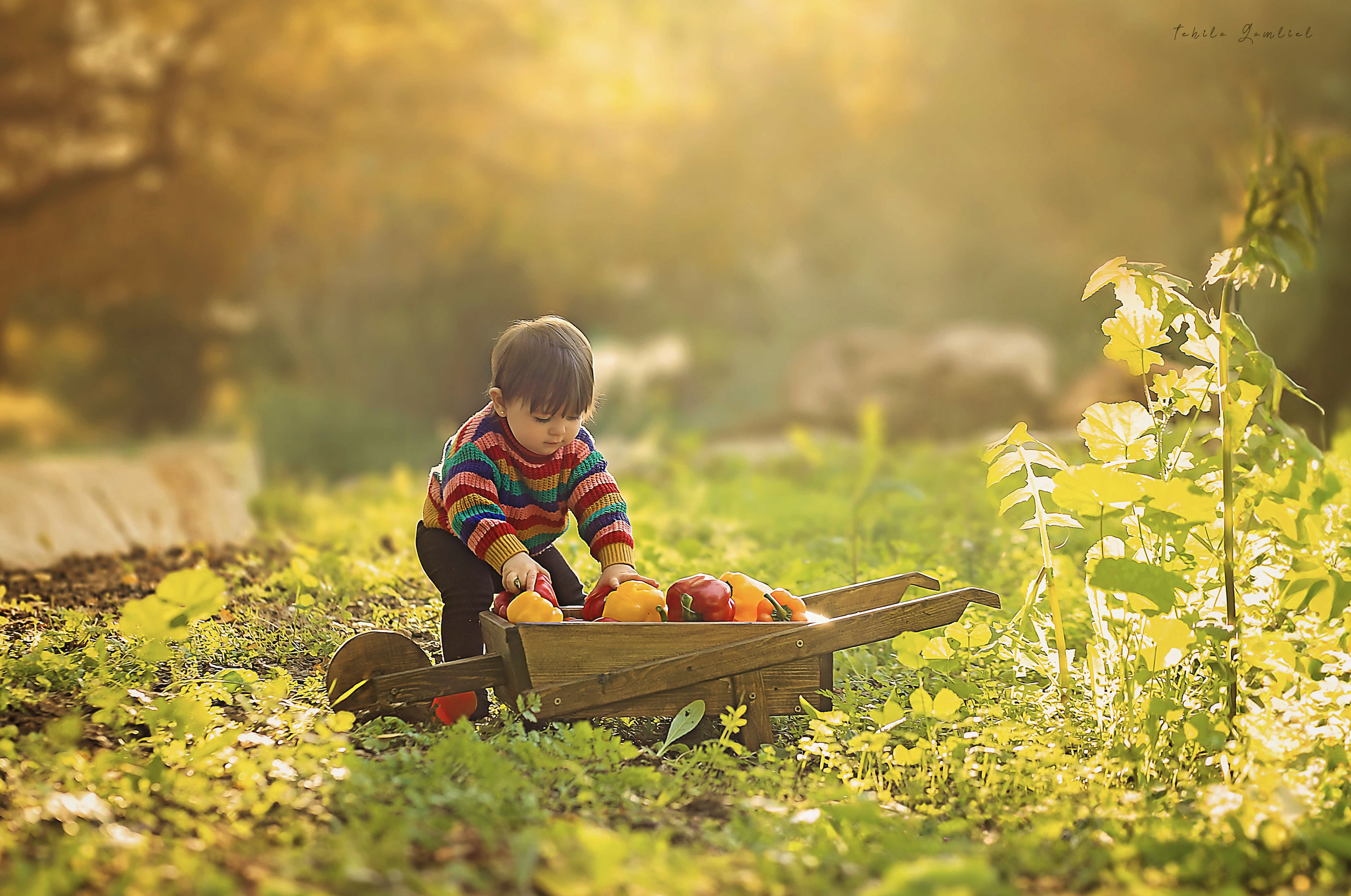 צילום : תהילה גמליאל , 0556783301