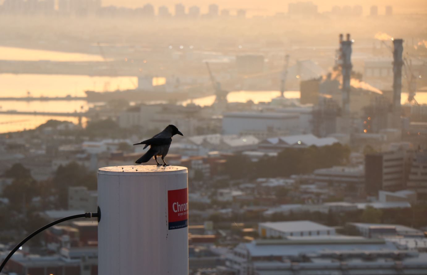 ציפור נודדת