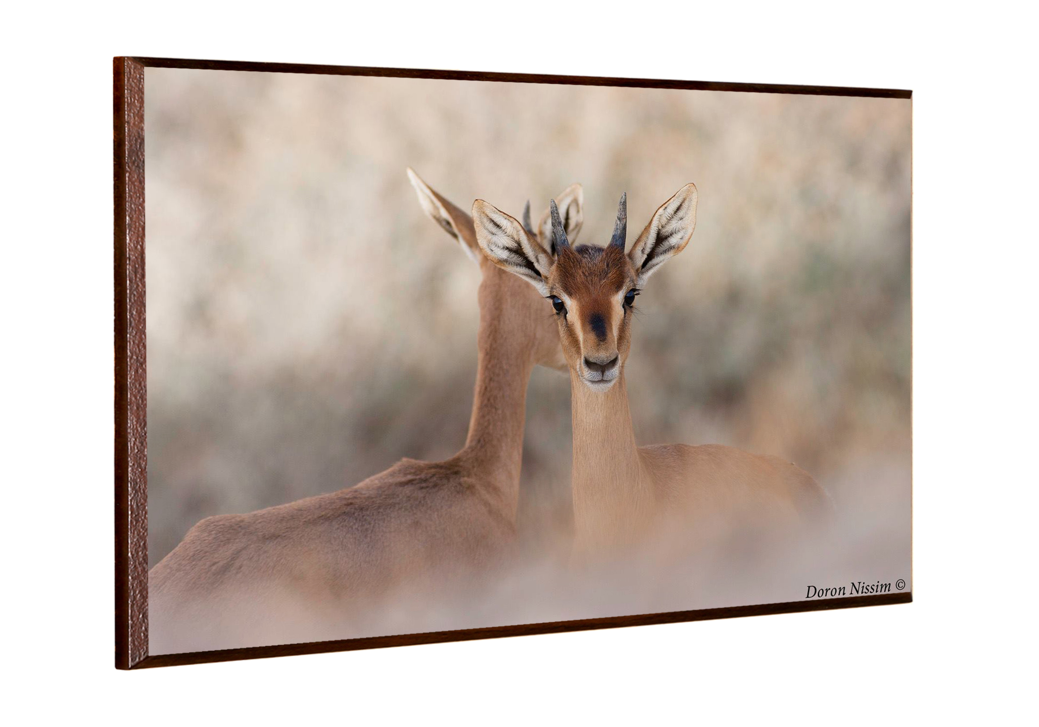 צלם הטבע דורון ניסים