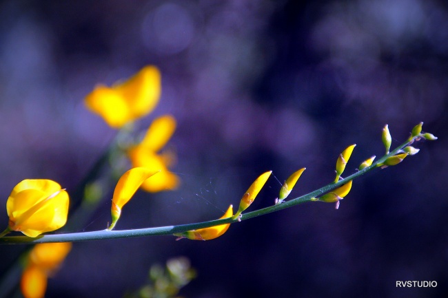 צמיחה ולבלוב