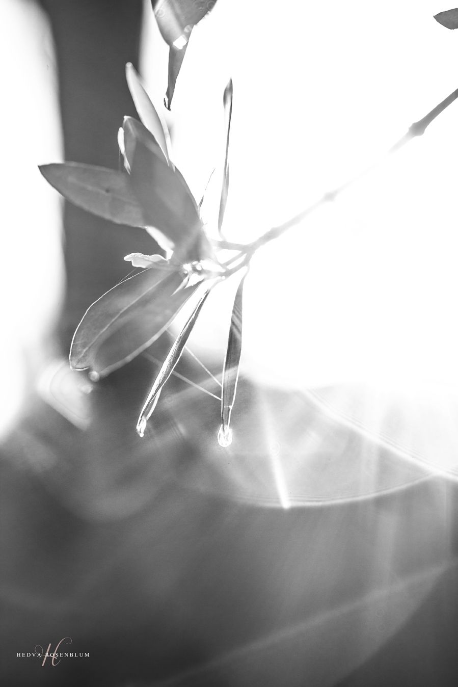 קסם בגשם 2.jpg