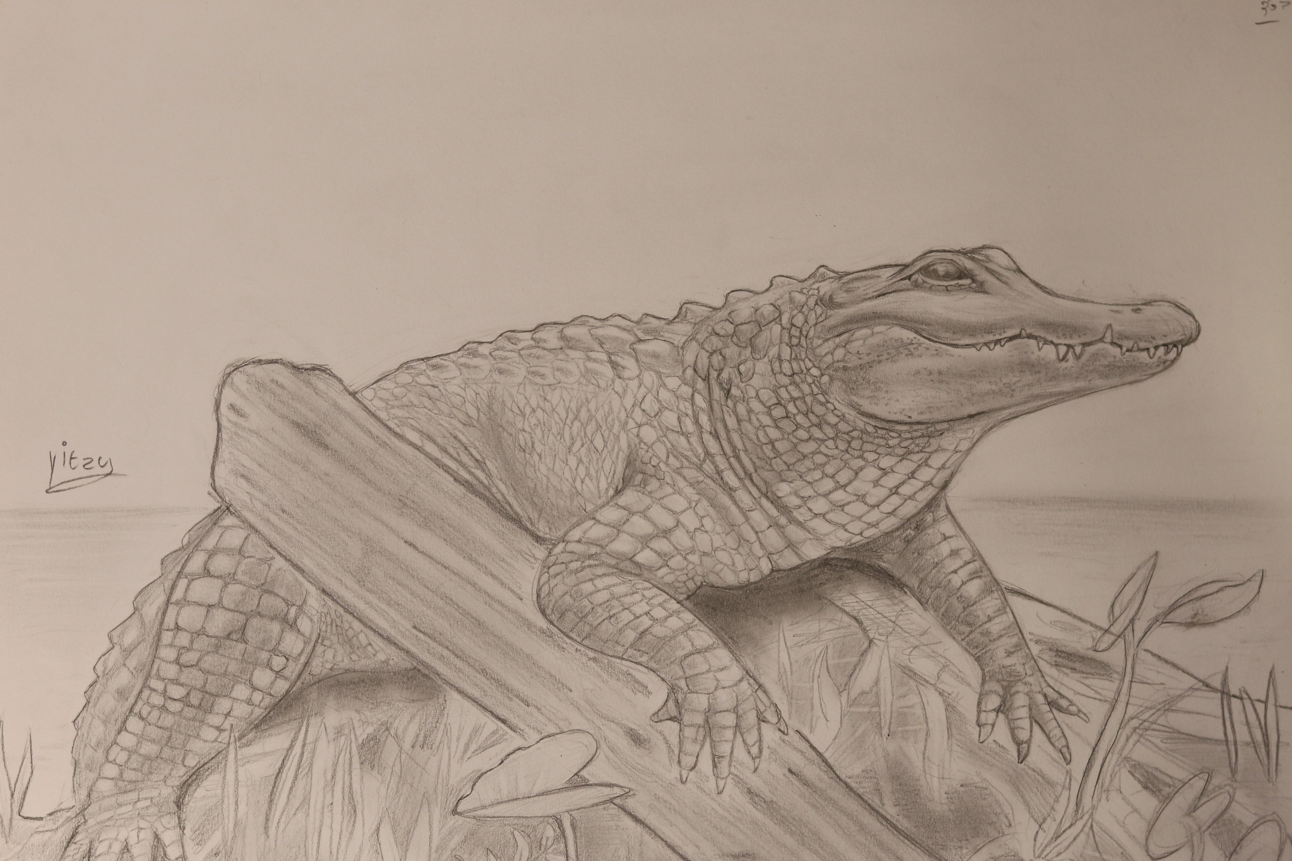 קרוקודיל.jpg