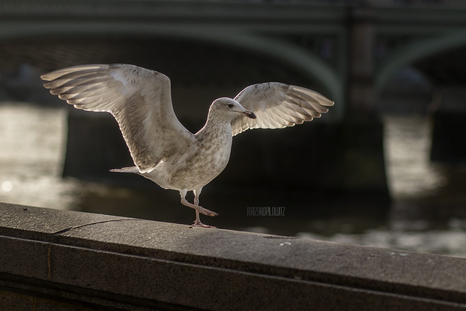 ריקוד על נהר התמזה