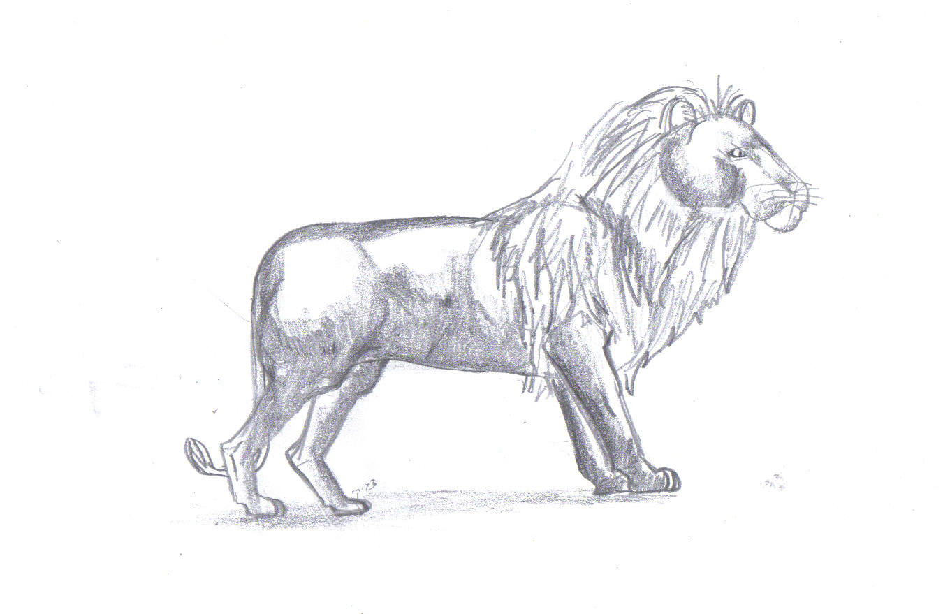 רישום בעפרון של אריה