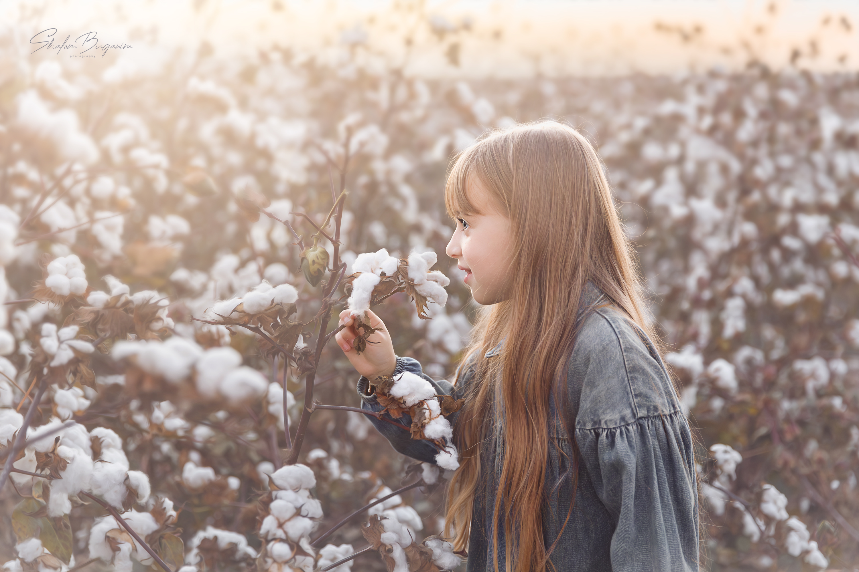 שדה כותנה (4).jpg